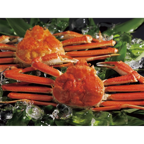 [食品ギフト] ボイルずわいがに姿 2尾（50）