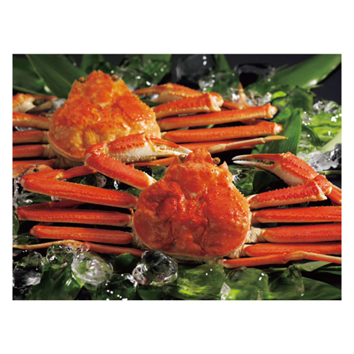 [食品ギフト] ボイルずわいがに姿 2尾（50）