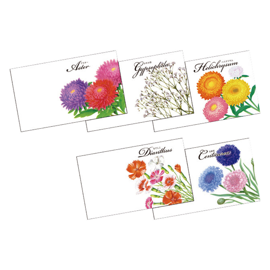 花の種子（横型）