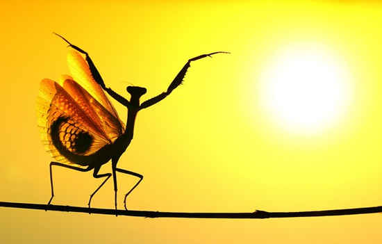 タイトル:Sunward